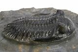 Hollardops Trilobite Fossil - Ofaten, Morocco #319943-3